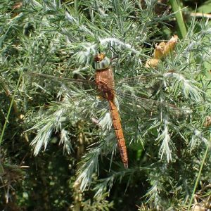 Nature Notes June 2026