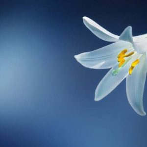 Words Of Light And Hope From Tony Hawes