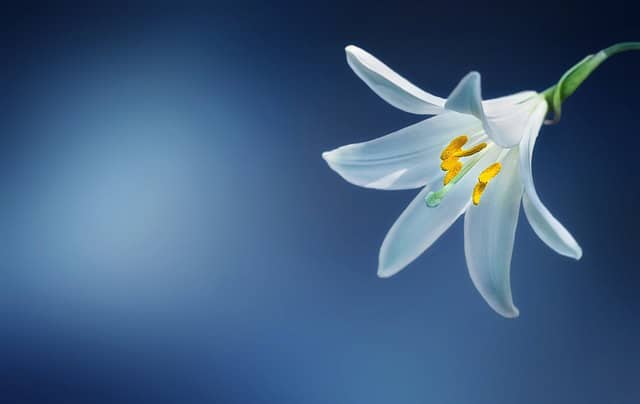 Words Of Light And Hope From Tony Hawes
