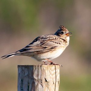 Nature Notes August 2026
