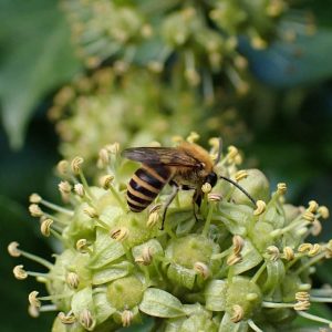 Nature Notes September 2026