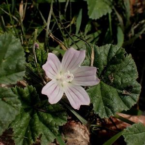 Nature Notes October 2026